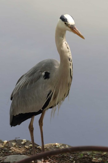 アオサギ 明石公園 2021年5月9日(日)