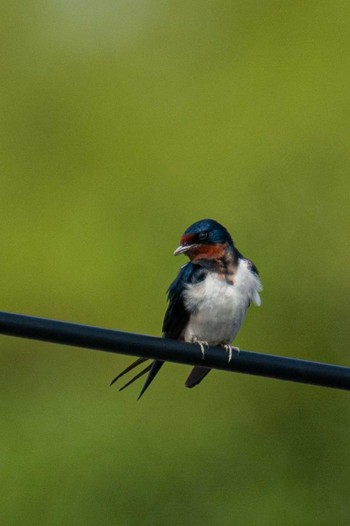 Barn Swallow Unknown Spots Sat, 6/5/2021