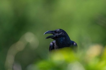 Large-billed Crow 山口県美祢市 Sun, 5/30/2021