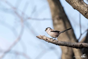 エナガ 北九州市八幡西区瀬板の森公園 2021年2月21日(日)