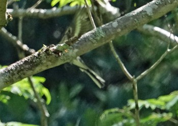 Ashy Minivet 小國神社周辺 Sat, 6/5/2021