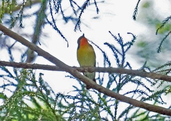 Narcissus Flycatcher 小國神社周辺 Sat, 6/5/2021