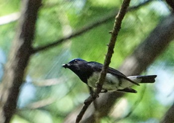 Blue-and-white Flycatcher 小國神社周辺 Sat, 6/5/2021