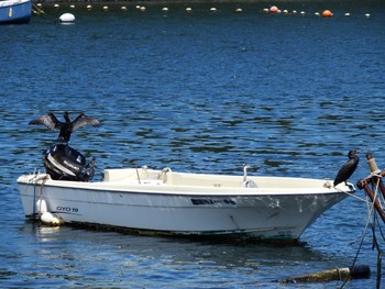 アオサギ 平潟湾 2021年6月5日(土)