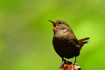 Eurasian Wren 乙女高原 Sun, 5/30/2021