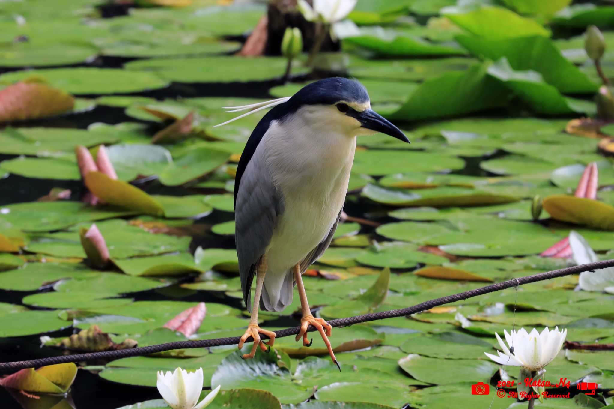Photo of Black-crowned Night Heron at 善福寺公園 by katugon