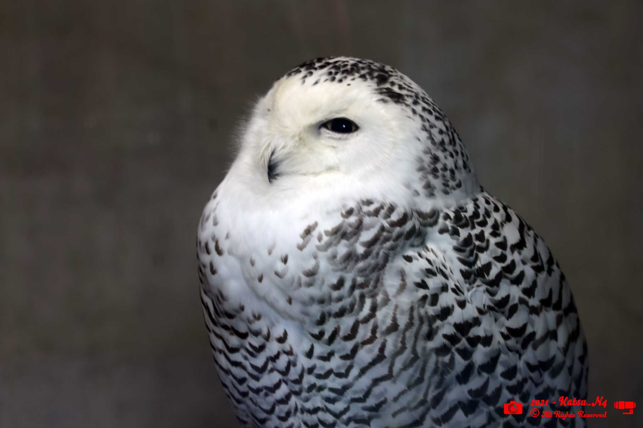 Photo of Snowy Owl at 井の頭自然文化園 by katugon
