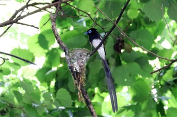 サンコウチョウ 早戸川林道 2021年6月5日(土)