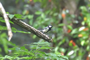 シジュウカラ 滋賀県河辺いきものの森 2021年6月5日(土)