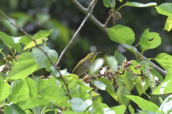 メジロ 滋賀県河辺いきものの森 2021年6月5日(土)