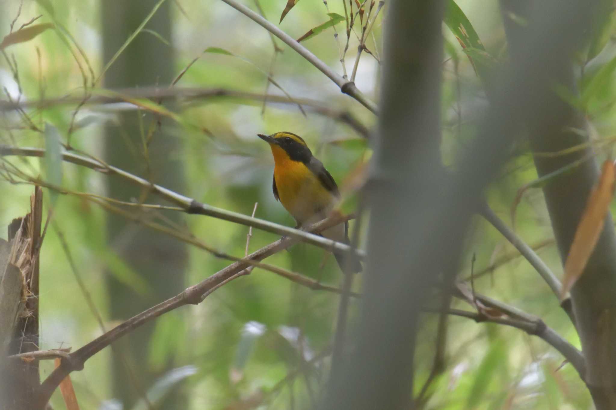 滋賀県河辺いきものの森 キビタキの写真 by masatsubo