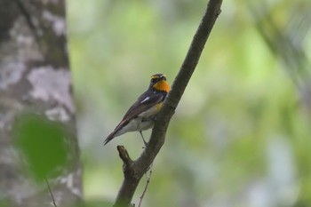 キビタキ 滋賀県河辺いきものの森 2021年6月5日(土)