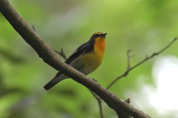 キビタキ 滋賀県河辺いきものの森 2021年6月5日(土)