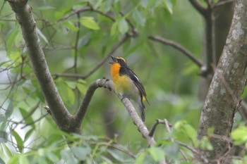 キビタキ 滋賀県河辺いきものの森 2021年6月5日(土)