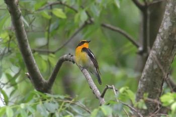 キビタキ 滋賀県河辺いきものの森 2021年6月5日(土)