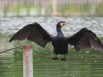 Sat, 6/5/2021 Birding report at 杉並区