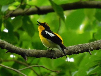 Narcissus Flycatcher 井頭公園 Sat, 6/5/2021