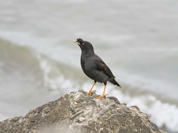 2021年6月5日(土) 明石市の野鳥観察記録