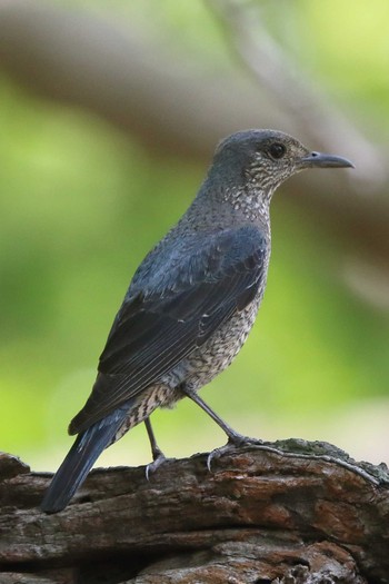 Blue Rock Thrush Akashi Park Sun, 5/9/2021