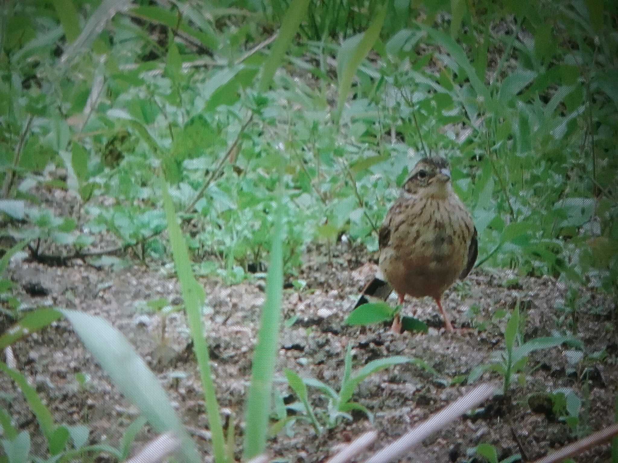 飛鳥 ホオジロの写真 by おもち