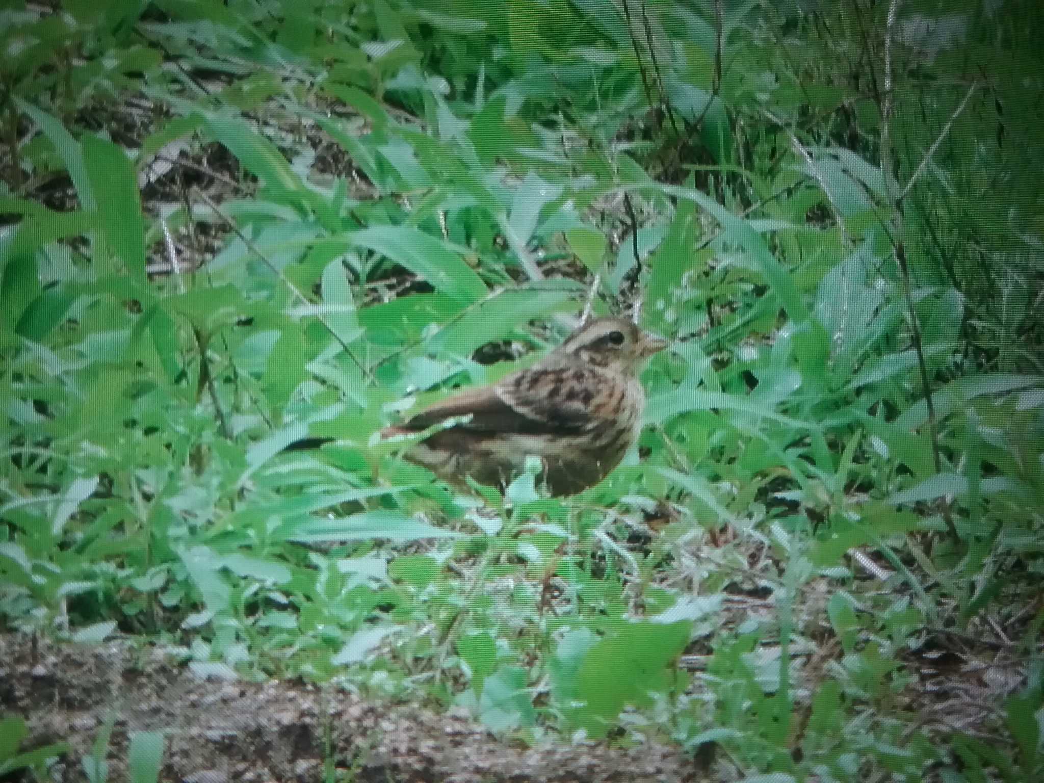 飛鳥 ホオジロの写真 by おもち