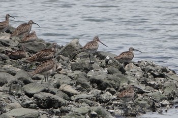 Bar-tailed Godwit Tokyo Port Wild Bird Park Sat, 6/5/2021