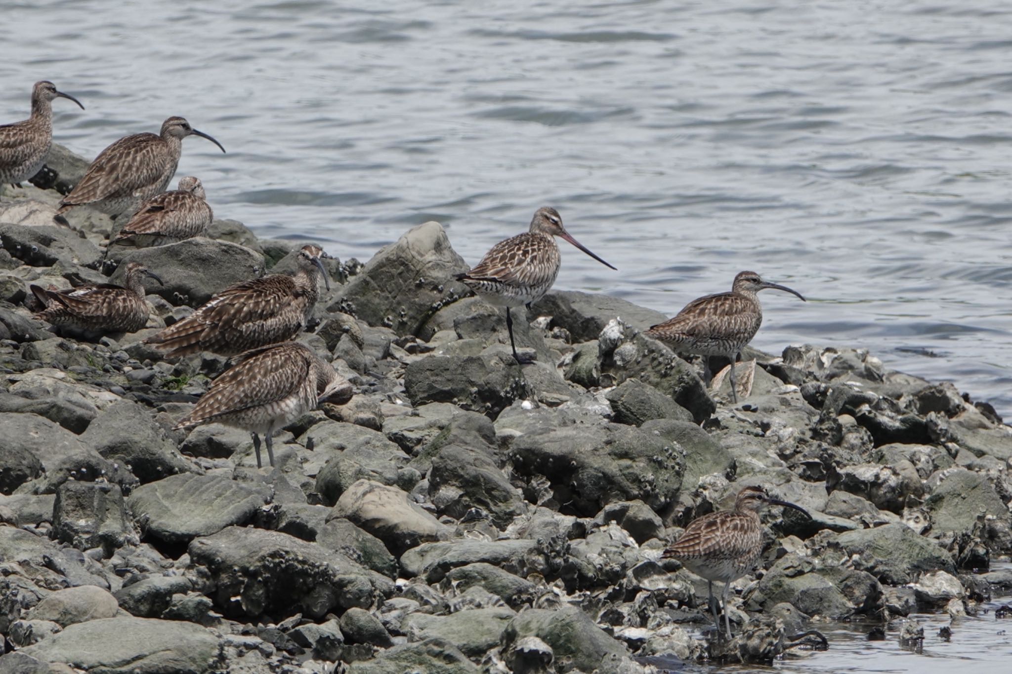 Bar-tailed Godwit