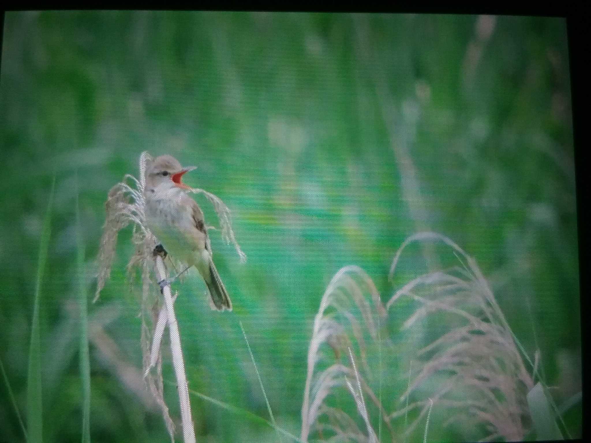 飛鳥 オオヨシキリの写真 by おもち