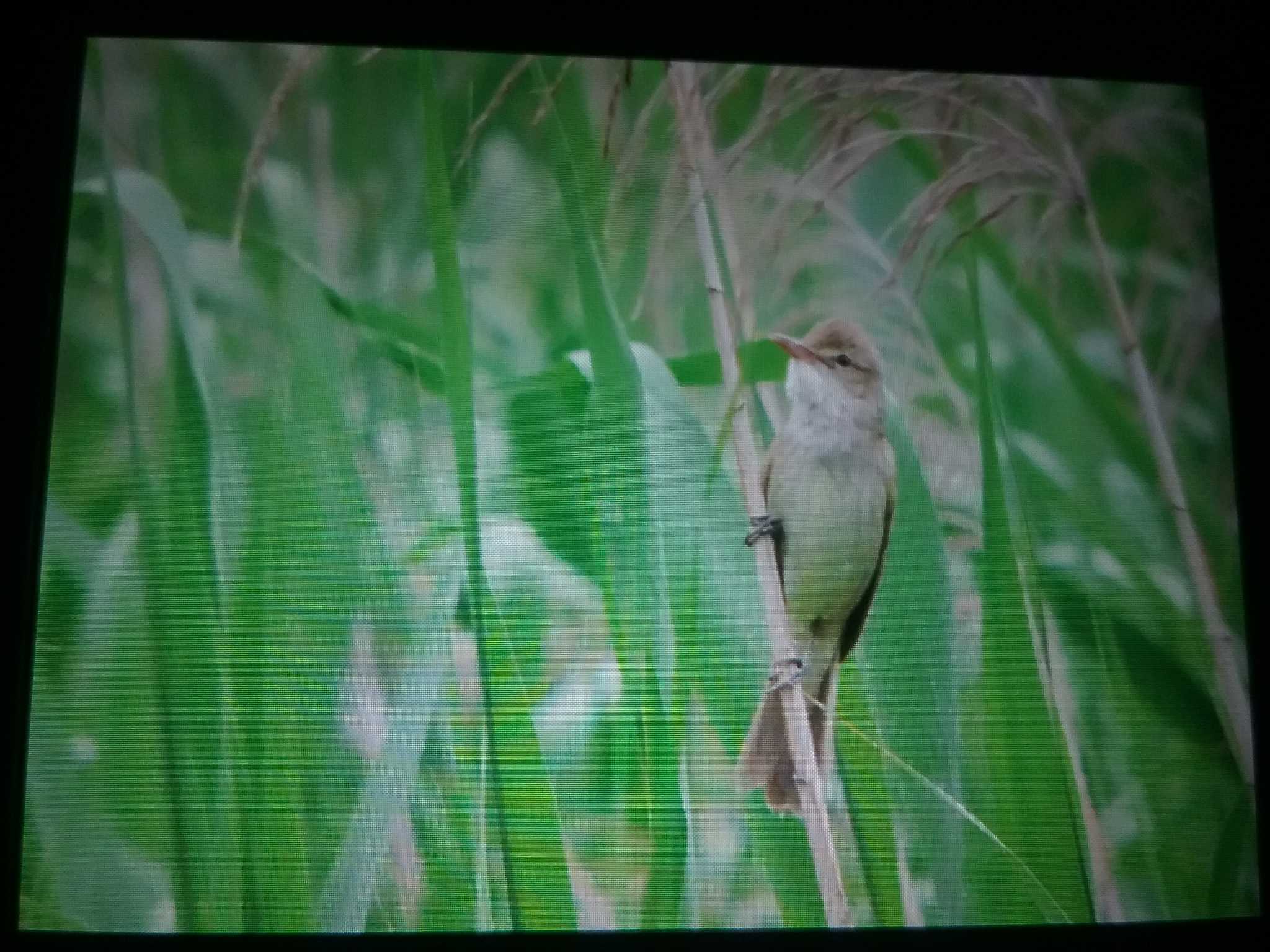 オオヨシキリ