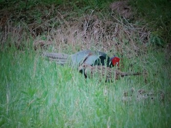 キジ 飛鳥 2021年6月5日(土)