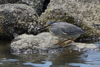 ササゴイ 東京港野鳥公園 2021年6月5日(土)