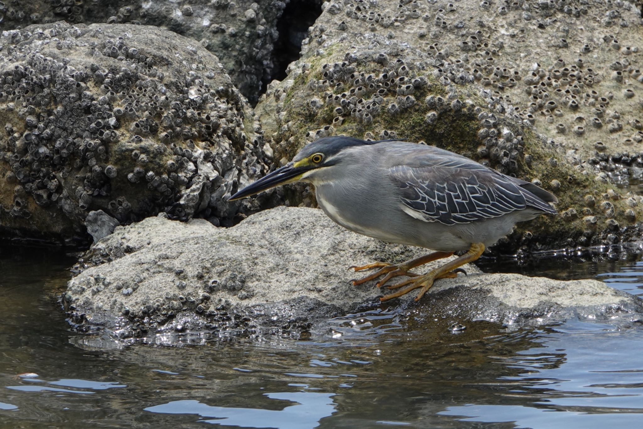 Photo of Striated Heron at Tokyo Port Wild Bird Park by ひじり