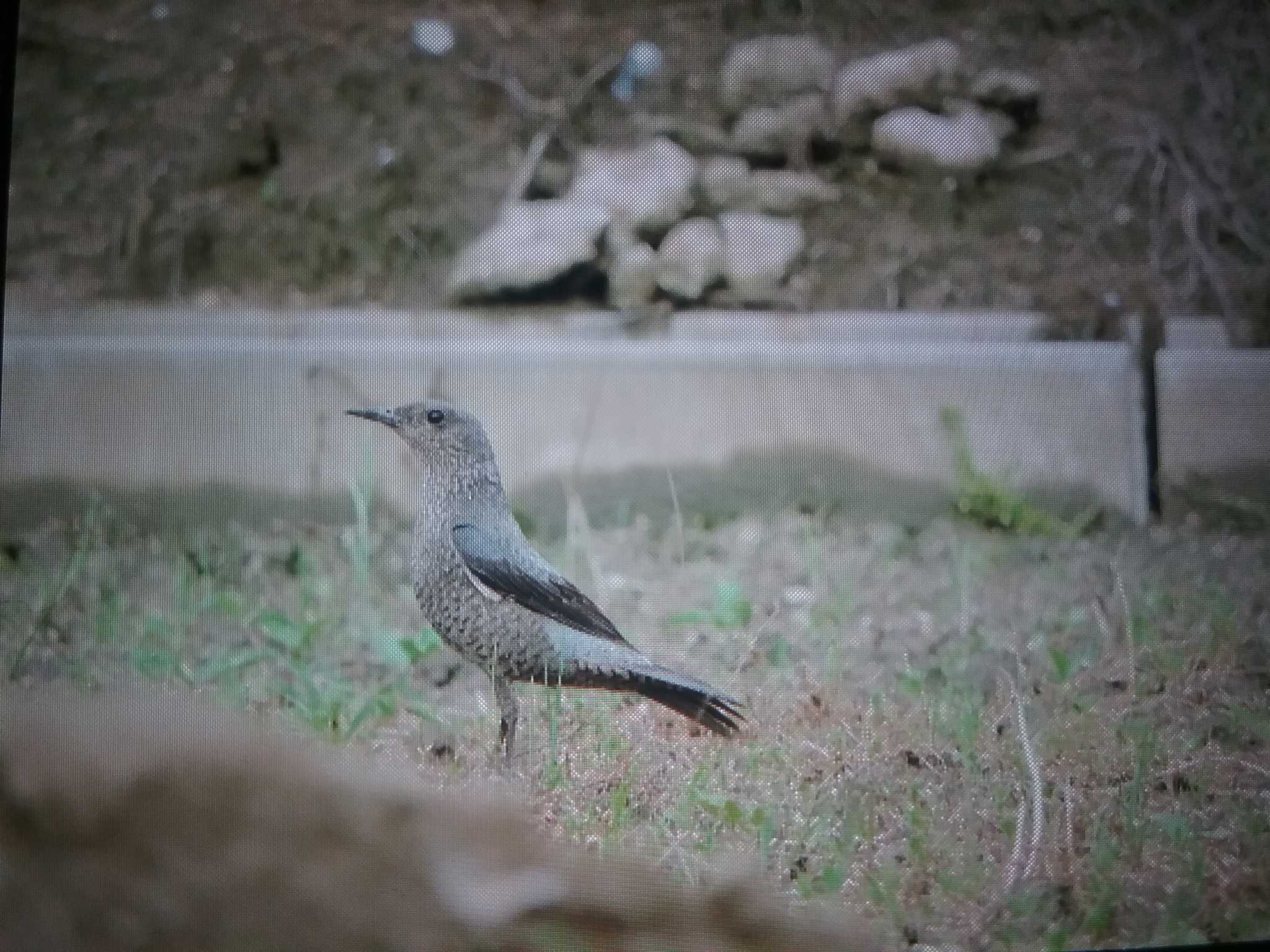 飛鳥 イソヒヨドリの写真 by おもち