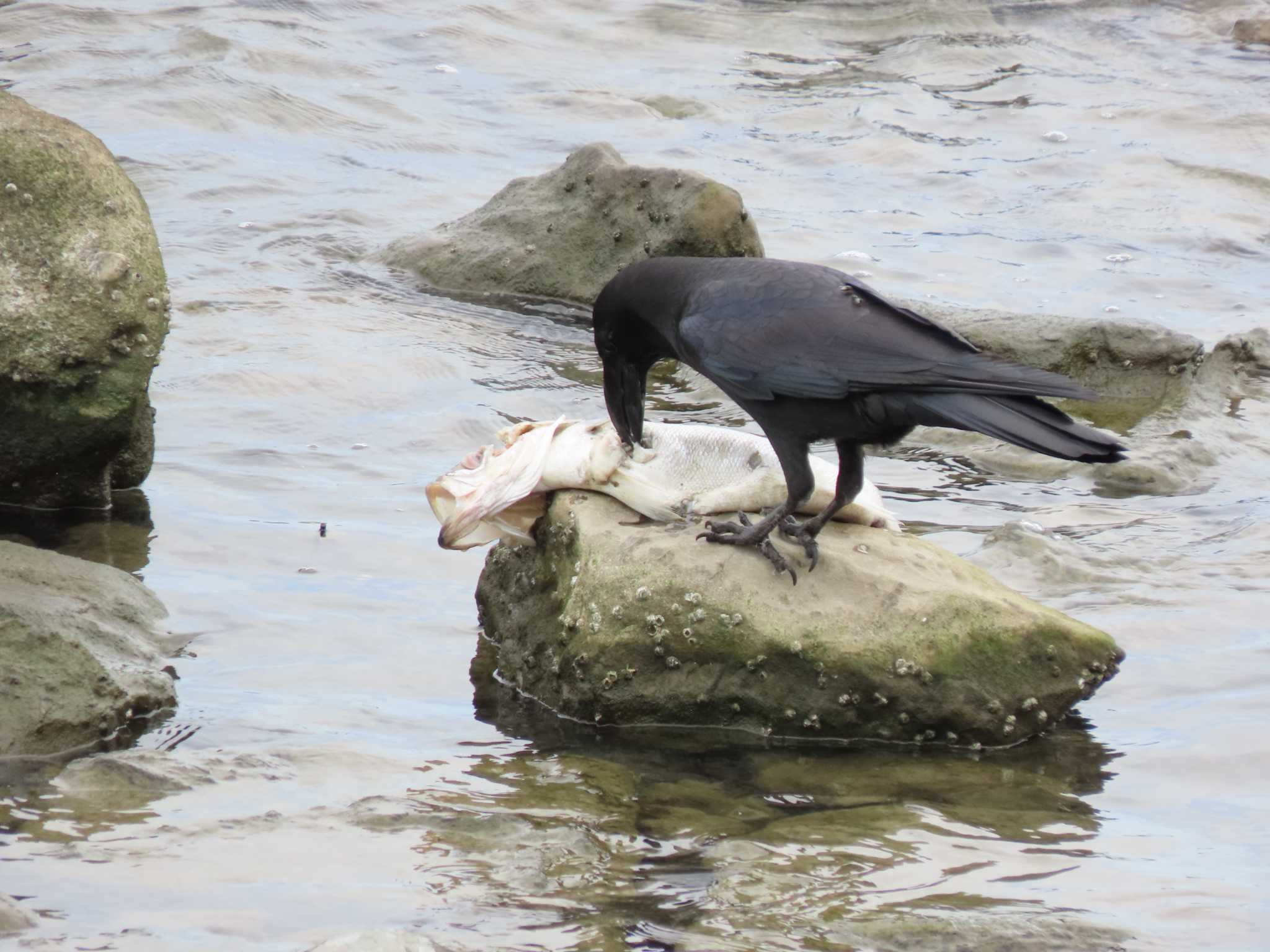 新木場緑道公園(東京都江東区) ハシブトガラスの写真 by のぐち