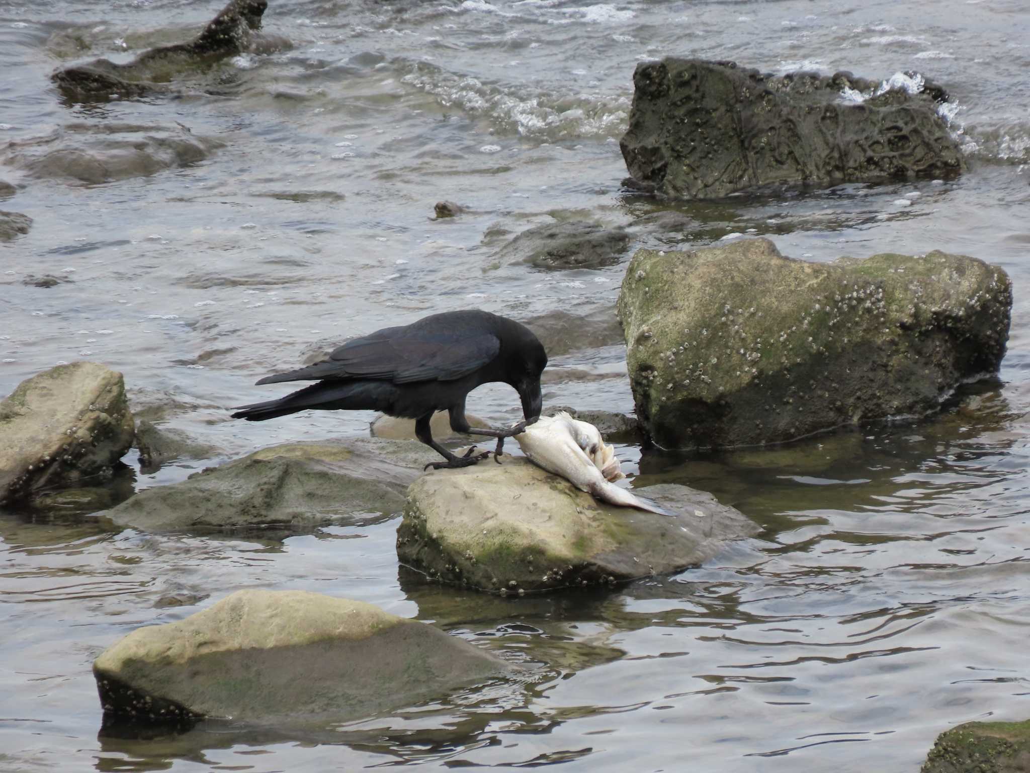 新木場緑道公園(東京都江東区) ハシブトガラスの写真 by のぐち