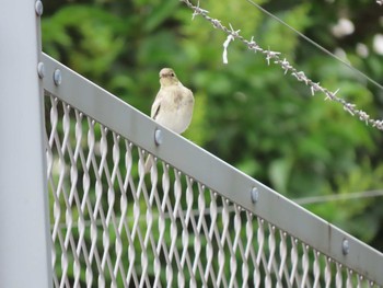 2021年6月5日(土) 新木場緑道公園(東京都江東区)の野鳥観察記録