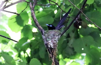 サンコウチョウ 早戸川林道 2021年6月5日(土)