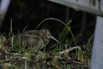 Amami Woodcock 三太郎峠 Sat, 4/10/2021