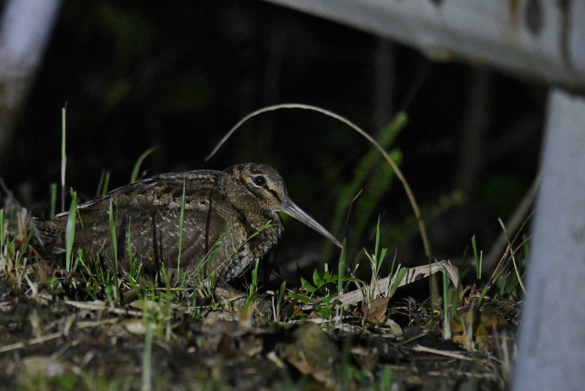 三太郎峠 アマミヤマシギの写真 by あひる