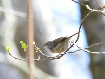 2021年4月18日(日) 十里木高原の野鳥観察記録