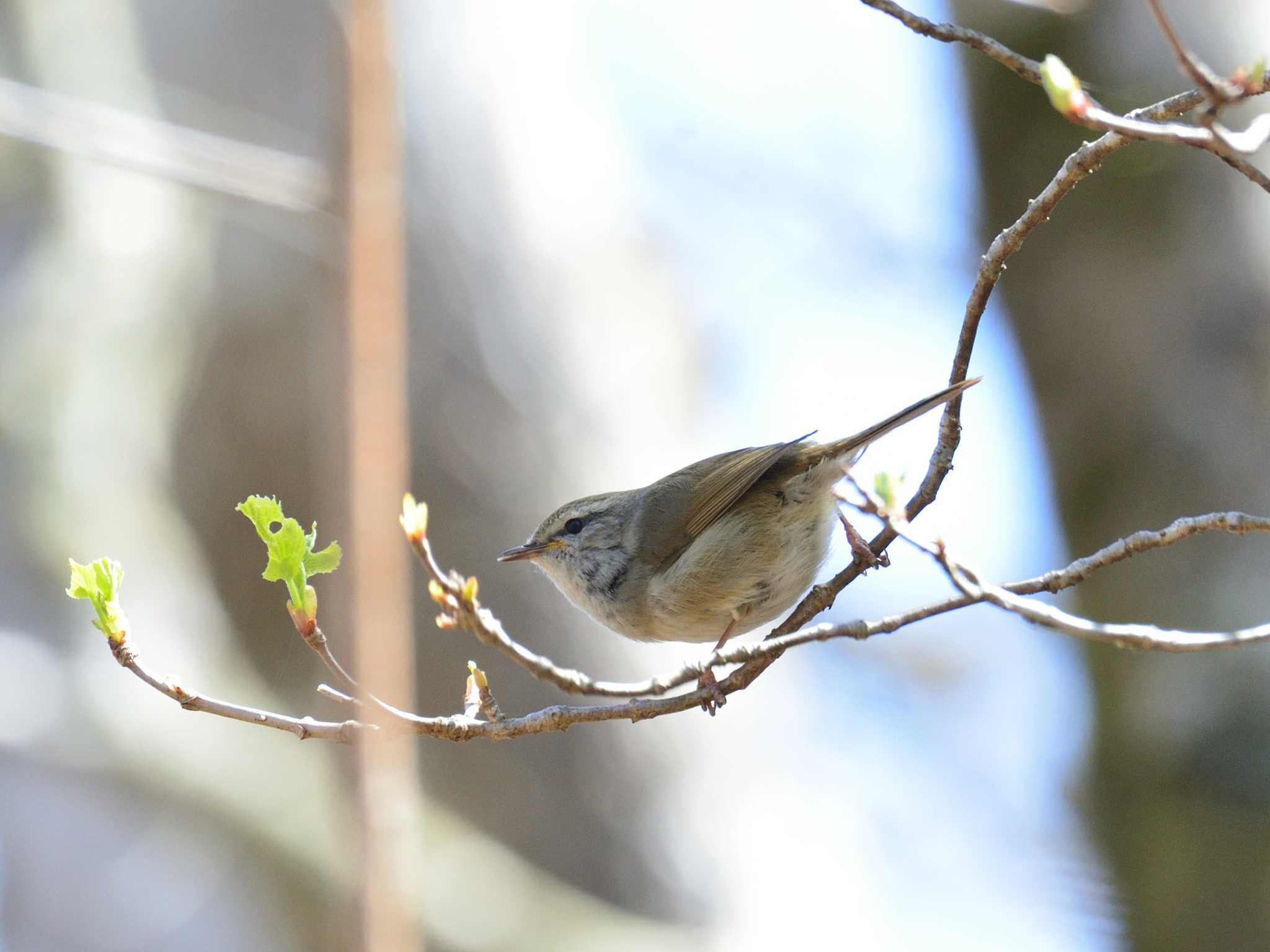 ウグイス