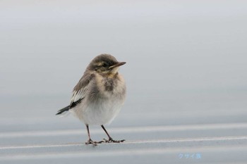 ハクセキレイ 奈良県香芝市 2021年6月2日(水)