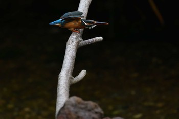 2021年6月5日(土) 長浜公園の野鳥観察記録