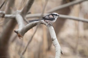 Mon, 3/13/2017 Birding report at 柏の葉公園