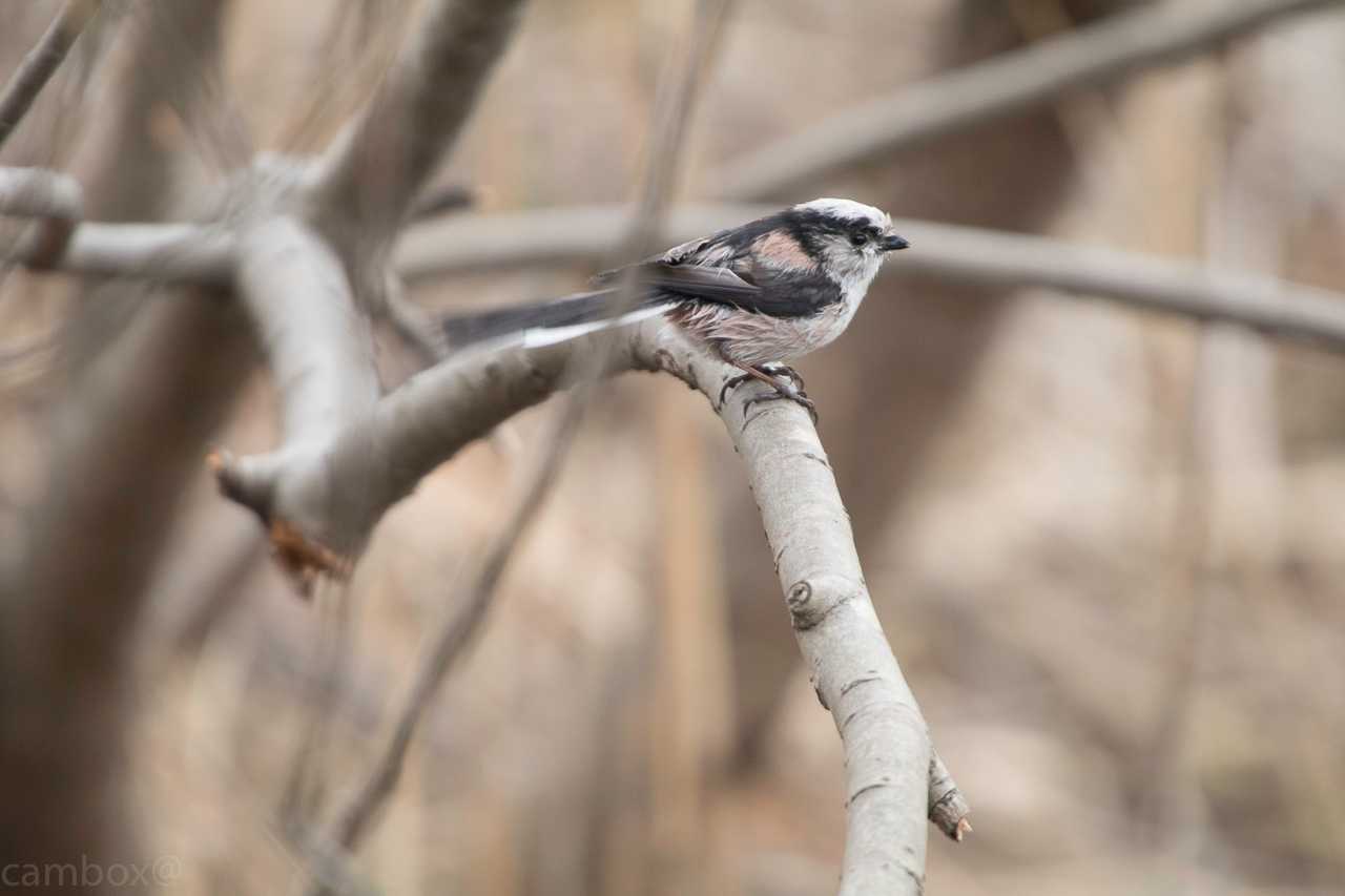 柏の葉公園 エナガの写真 by natoto