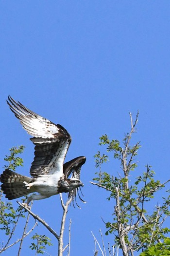 Sat, 6/5/2021 Birding report at 積丹半島