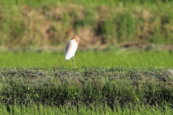 アマサギ 北海道　七飯町　軍川 2021年6月5日(土)