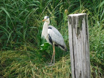 アオサギ 都立浮間公園 2021年6月5日(土)