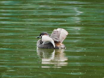 カイツブリ 都立浮間公園 2021年6月5日(土)