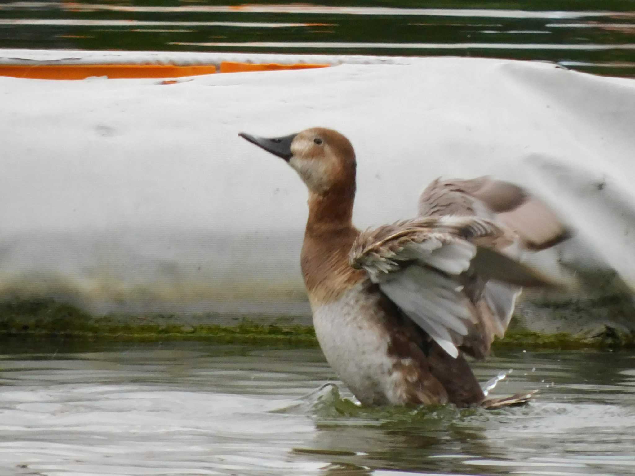 都立浮間公園 ホシハジロの写真 by ウタさんぽ